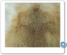 collection 4 strass spread on platinum fox